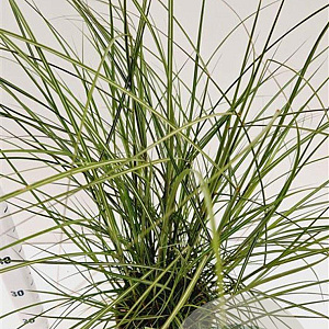 Miscanthus sin. 'Red Chief' gm 4,0L
