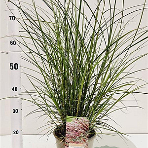 Miscanthus sin. 'Red Chief' gm 4,0L