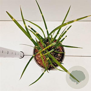Miscanthus sin. 'Strictus' gm 4,0L