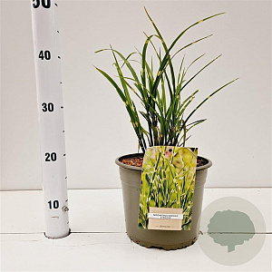Miscanthus sin. 'Strictus' gm 4,0L