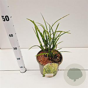 Miscanthus sin. 'Strictus' gm 4,0L