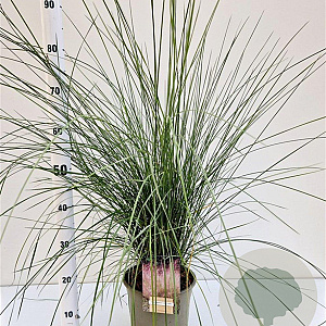 Muhlenbergia capillaris 30-40 cm 3,0L