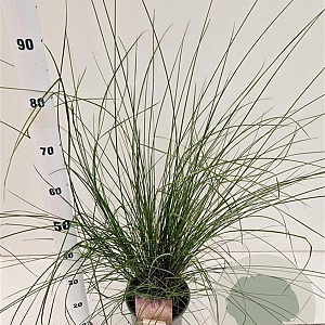 Muhlenbergia capillaris 30-40 cm 3,0L