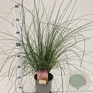 Muhlenbergia capillaris 30-40 cm 3,0L