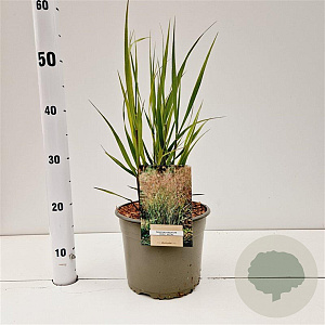 Panicum virgatum 'Heavy Metal' gm 4,0L