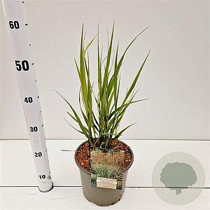 Panicum virgatum 'Heavy Metal' gm 4,0L