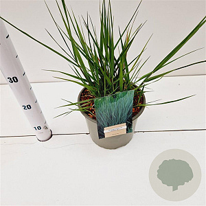Panicum virgatum 'Prairie Sky' gm 4,0L