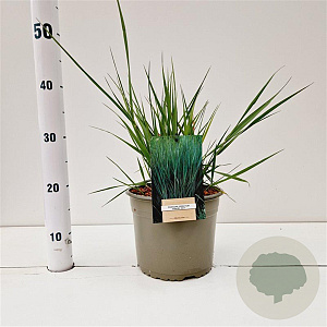 Panicum virgatum 'Prairie Sky' gm 4,0L