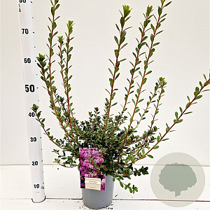 Rhododendron (AJ) 'Amoenum' 30-40 cm 2,5L