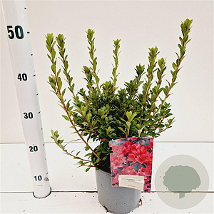 Rhododendron (AJ) Geisha Red 20-30 cm 2,5L