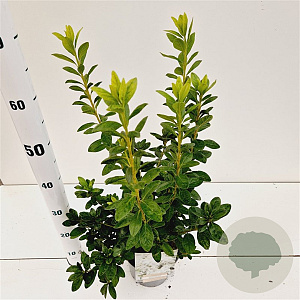 Rhododendron (AJ) 'White Lady' 25-30 cm 2,5L