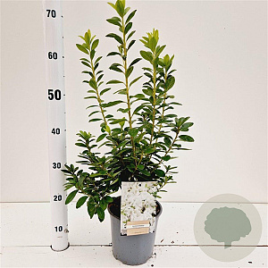 Rhododendron (AJ) 'White Lady' 25-30 cm 2,5L