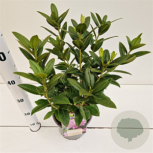 Rhododendron 'Praecox' 30-40 cm 3,0L