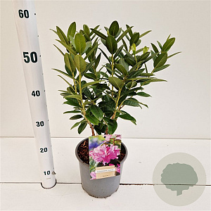 Rhododendron 'Praecox' 30-40 cm 3,0L