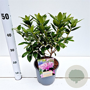 Rhododendron 'Praecox' 30-40 cm 3,0L