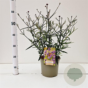Verbena bon. 'Lollipop' gm 4,0L