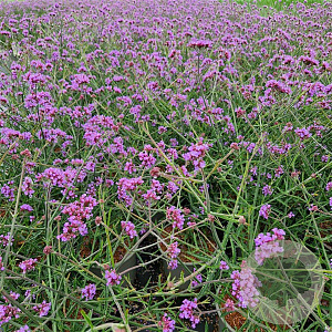 Verbena bon. 'Lollipop' gm 4,0L