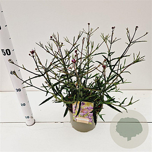 Verbena bon. 'Lollipop' gm 4,0L