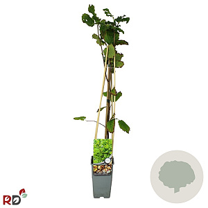 Corylus 'Webb's Prize Cob' 70 cm 2,0L