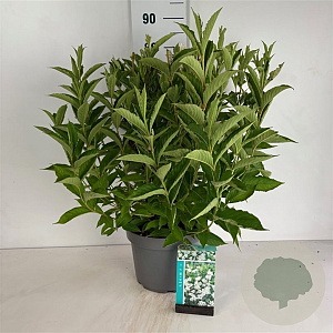 Weigela 'Candida' 60-80 cm 10L