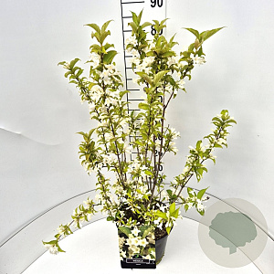 Weigela 'Candida' 60-80 cm 10L