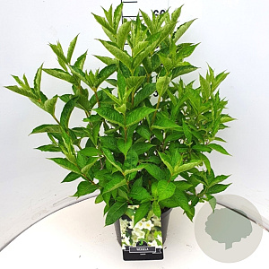 Weigela 'Candida' 60-80 cm 10L