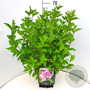 Weigela 'Rosea' 60-80 cm 10L