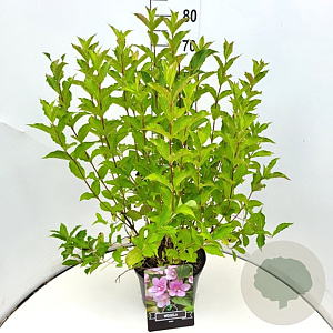 Weigela 'Rosea' 60-80 cm 10L