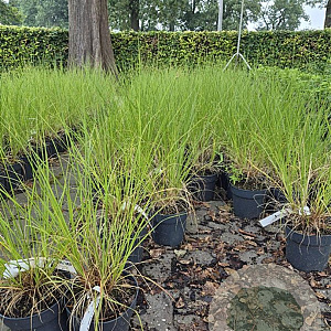 Pennisetum al. 'Hameln' GM 2,0L
