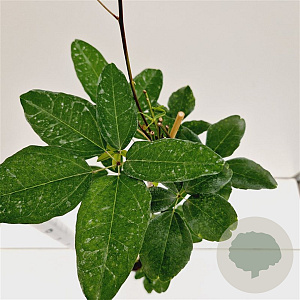 Akebia quinata 70-80 cm 2,5L