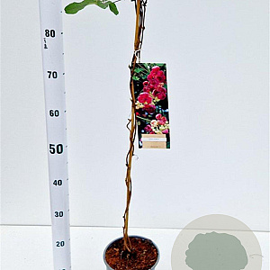 Akebia quinata 70-80 cm 2,5L