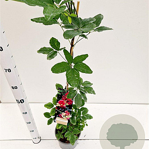 Akebia quinata 70-80 cm 2,5L