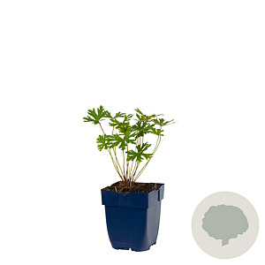 Geranium 'Johnson's Blue' GM  P11