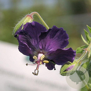 Geranium ph. 'Lily Lovell' GM P9