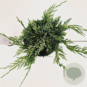 Juniperus h. 'Wiltonii' 25-30 cm 2,5L