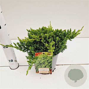Juniperus procumbens 'Nana' 25-30 cm 2,5L