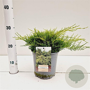 Juniperus pf. 'Old Gold' 20-30 cm 2,5L
