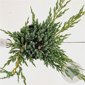Juniperus squamata 'Blue Carpet' 25-30 cm 2,5L