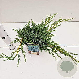 Juniperus squamata 'Blue Carpet' 25-30 cm 2,5L