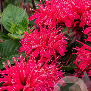 Monarda 'Bee-you Bee-happy' GM P9
