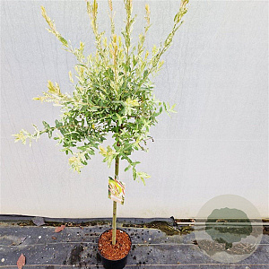 Salix integra 'Hakuro-nishiki' 90 cm stam 4,0L
