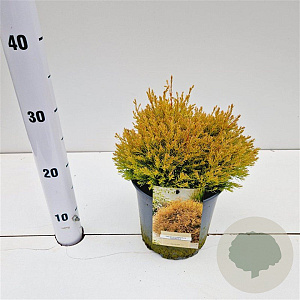 Thuja occ. 'Rheingold' 20-30 cm 2,5L