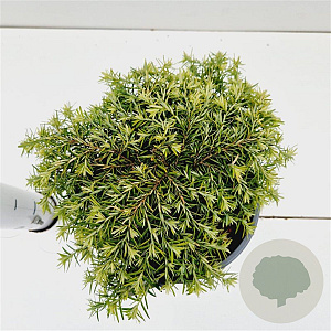 Tsuga can. 'Jeddeloh' 20-30 cm 2,5L
