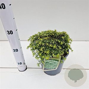 Tsuga can. 'Jeddeloh' 20-30 cm 2,5L