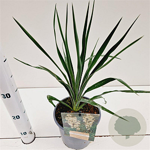 Yucca filamentosa 25-30 cm 2,5L