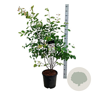 Amelanchier lamarckii 100-125 cm 15L