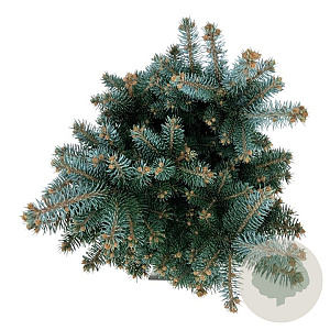 Picea pungens 'Glauca Globosa' 40-50 cm 15L