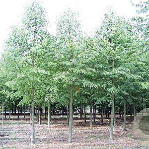 Tilia cordata 20-25 HO draadkluit