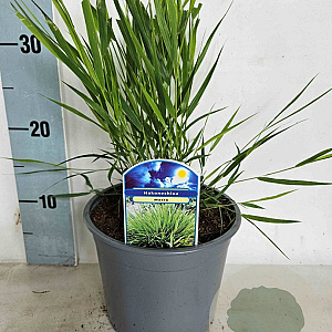 Hakonechloa macra GM 2,0L