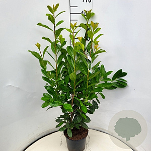 Prunus l. 'Novita' 80-100 cm 10L